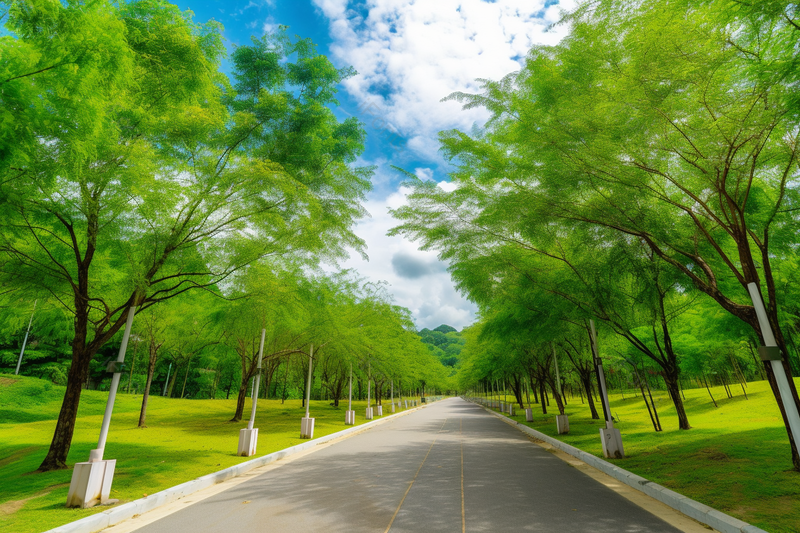 蓝天白云下公园道路两侧绿色的树木和草地,高清,摄影图,摄影图片,图片大全,摄影图免费下载